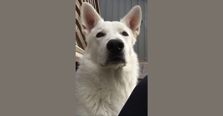 Aslan, a White Shepherd tested with EmbarkVet.com