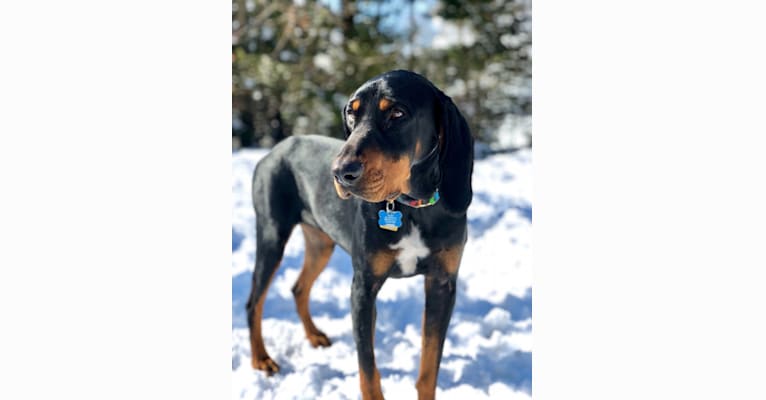 Hillary, a Black and Tan Coonhound tested with EmbarkVet.com