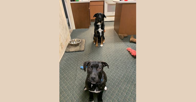 Smokey, a Labrador Retriever and Border Collie mix tested with EmbarkVet.com
