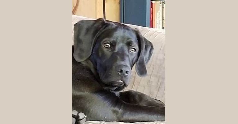 Bode, a Labrador Retriever and Coonhound mix tested with EmbarkVet.com