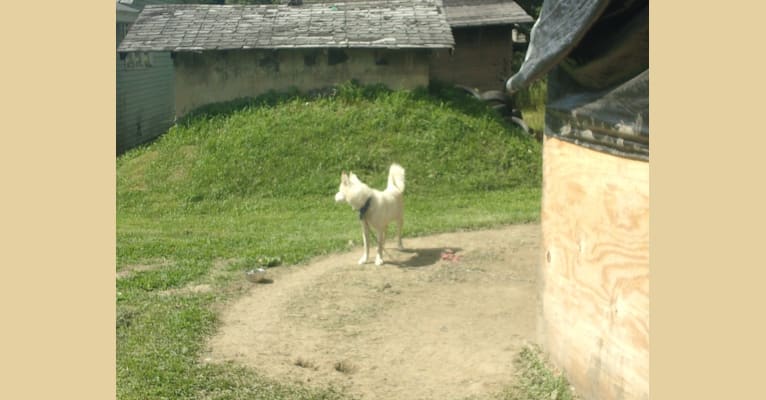 Kachina, a Siberian Husky tested with EmbarkVet.com