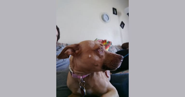 Minnie, a Staffordshire Terrier and Miniature Schnauzer mix tested with EmbarkVet.com