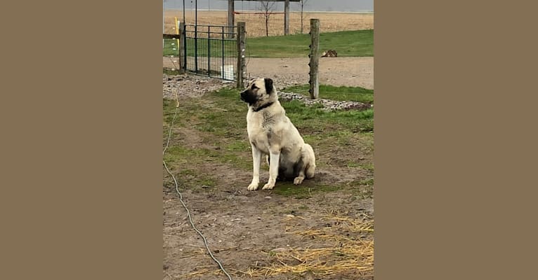 Isabel, an Armenian Gampr tested with EmbarkVet.com