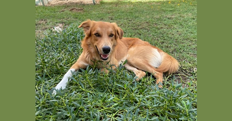 Tino, an Arabian Village Dog tested with EmbarkVet.com