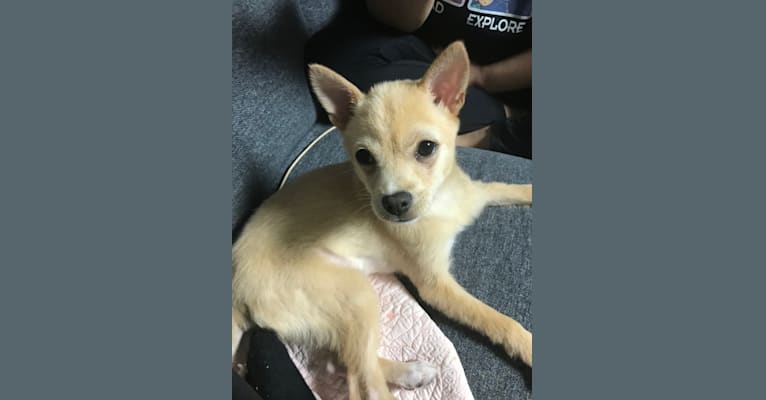 Daisy, a Japanese or Korean Village Dog tested with EmbarkVet.com
