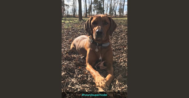 Maya, a Redbone Coonhound and Beagle mix tested with EmbarkVet.com