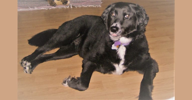 Sophie, a Rat Terrier and Labrador Retriever mix tested with EmbarkVet.com