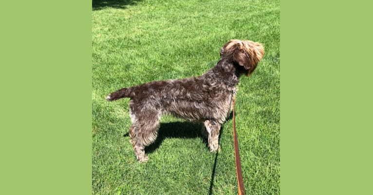 Sawyer, a Wirehaired Pointing Griffon tested with EmbarkVet.com