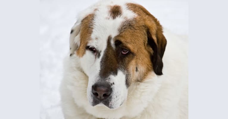 Ammo, a West Asian Village Dog tested with EmbarkVet.com