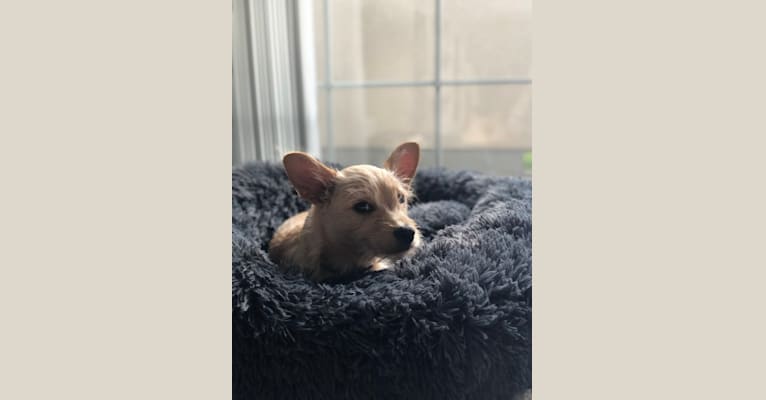 Photo of Retro, a Chihuahua, Poodle (Small), Chow Chow, Golden Retriever, German Shepherd Dog, and Labrador Retriever mix in Modesto, California, USA