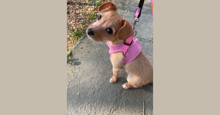 Photo of Jemma Amelie, a Chihuahua, Poodle (Small), Boston Terrier, and Dachshund mix in Mt Airy, North Carolina, USA