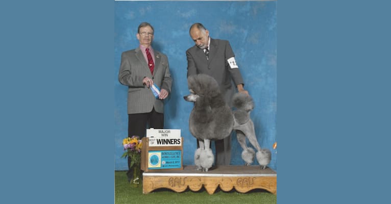 Rickie Lee, a Poodle (Standard) tested with EmbarkVet.com