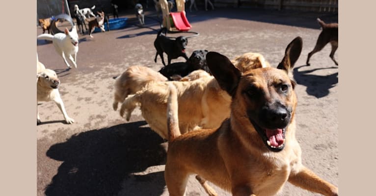 Duke, a German Shepherd Dog and Australian Cattle Dog mix tested with EmbarkVet.com