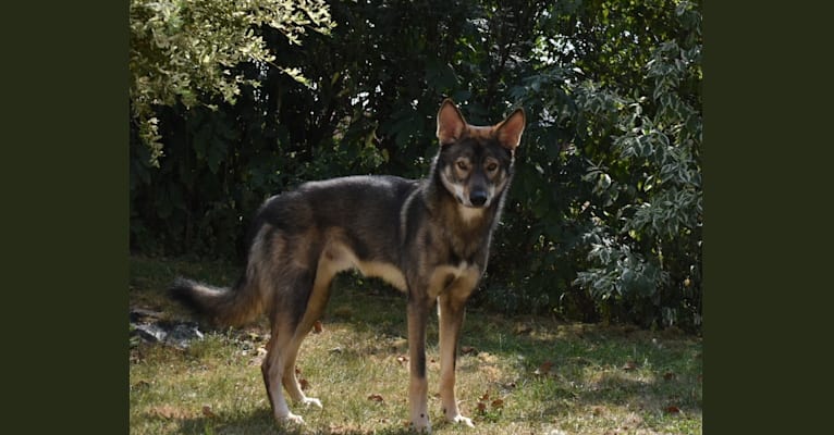 Askan, a German Shepherd Dog and Siberian Husky mix tested with EmbarkVet.com