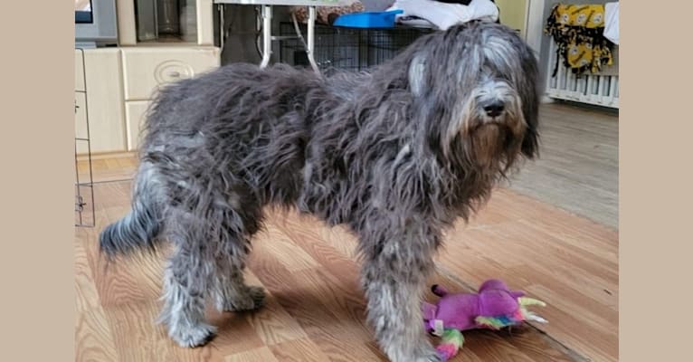 Kitti, a Bergamasco Sheepdog tested with EmbarkVet.com