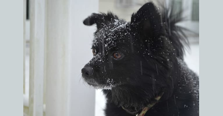 Lasko, a Pomeranian and Poodle (Small) mix tested with EmbarkVet.com
