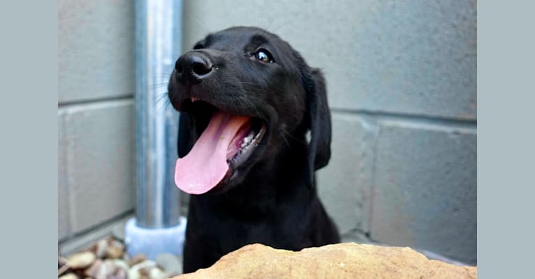 Apa, a Labrador Retriever tested with EmbarkVet.com