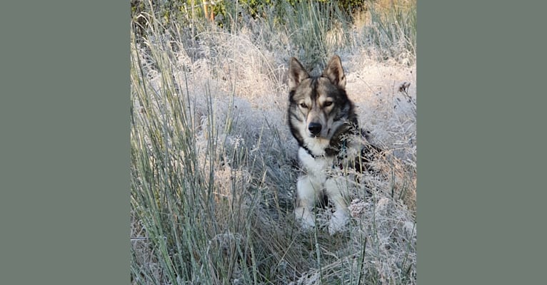 Namida, a Siberian Husky and German Shepherd Dog mix tested with EmbarkVet.com