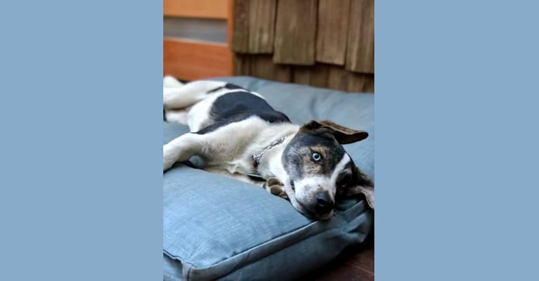 Milton, a Siberian Husky and Beagle mix tested with EmbarkVet.com