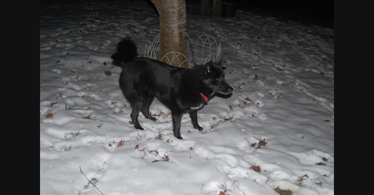 Kaiya, a Siberian Husky and American Eskimo Dog mix tested with EmbarkVet.com