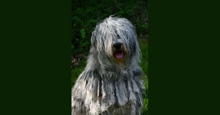 Ghita, a Bergamasco Sheepdog tested with EmbarkVet.com
