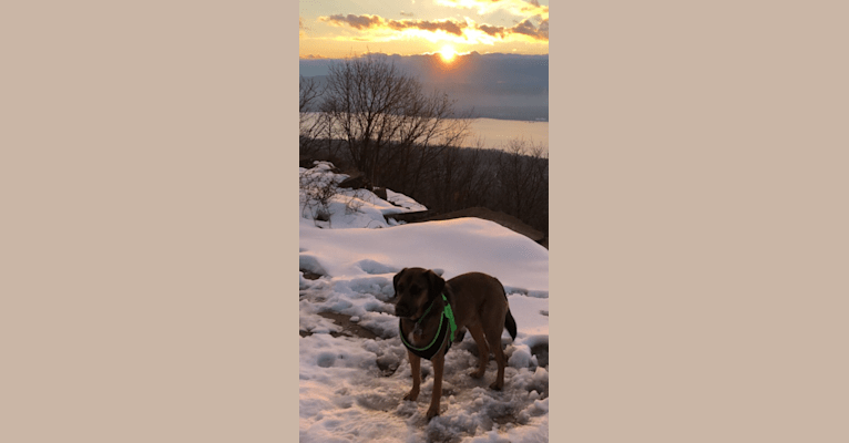 Photo of Rufus, a Rottweiler, Beagle, Bluetick Coonhound, Golden Retriever, and Labrador Retriever mix in Virginia, USA