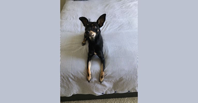 Oliver, a Chihuahua and Miniature Pinscher mix tested with EmbarkVet.com