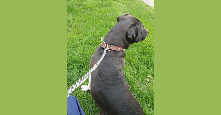 Volibear, an American Pit Bull Terrier and Labrador Retriever mix tested with EmbarkVet.com