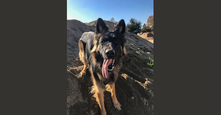 Nova, a German Shepherd Dog tested with EmbarkVet.com