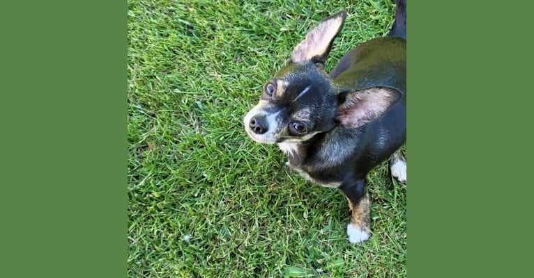 Blair, a Chihuahua tested with EmbarkVet.com