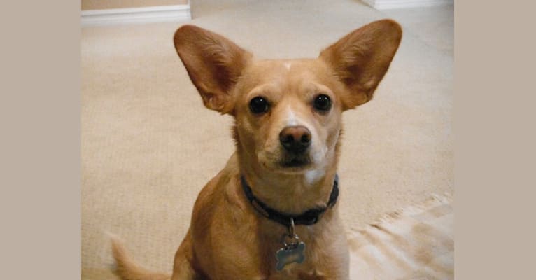 Jesse, a Chihuahua and Dachshund mix tested with EmbarkVet.com