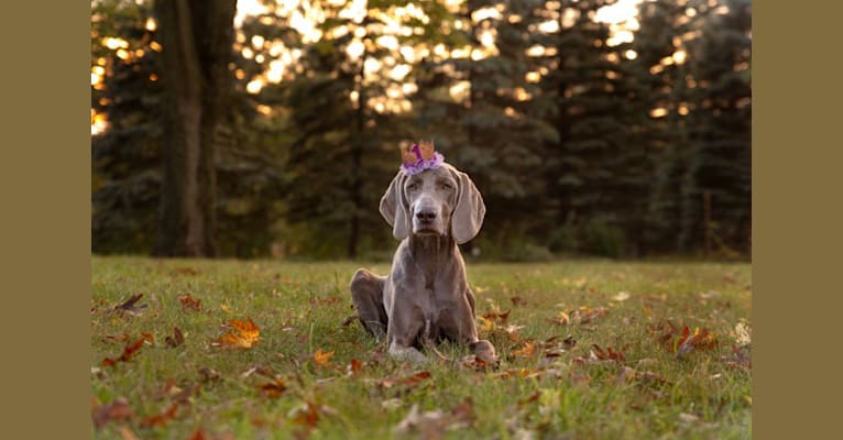 Angenehm's I Don't Need a Crown at Greyhaus, a Weimaraner tested with EmbarkVet.com