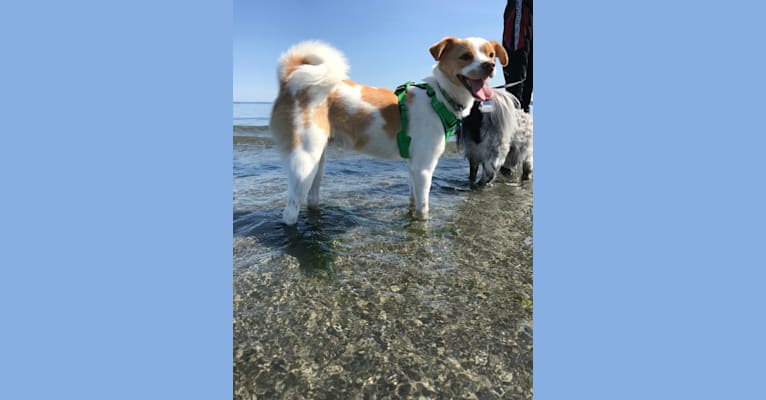 Cody, a Japanese or Korean Village Dog tested with EmbarkVet.com