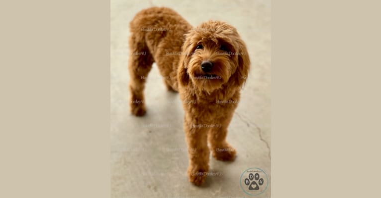 Holly, a Goldendoodle tested with EmbarkVet.com