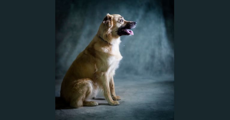 Oliver, an Australian Shepherd and Catahoula Leopard Dog mix tested with EmbarkVet.com