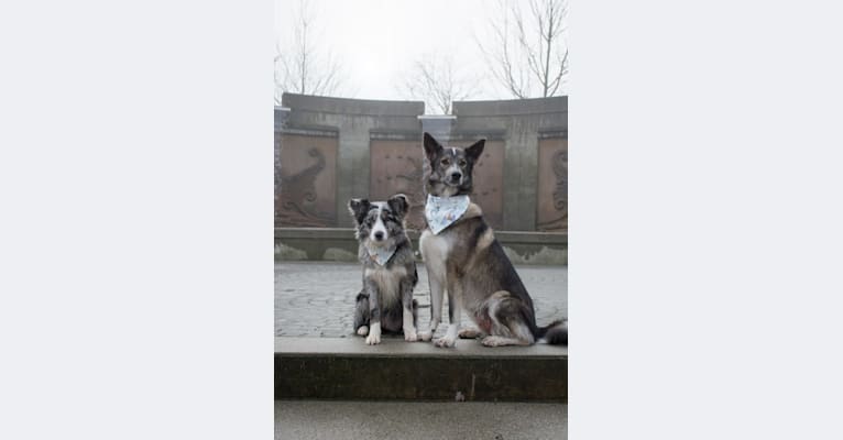 Shyla, a German Shepherd Dog and Samoyed mix tested with EmbarkVet.com