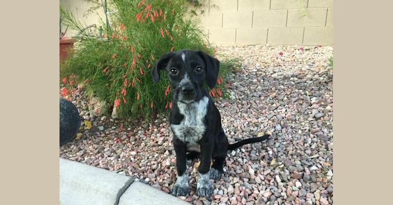 Pepper, a Wirehaired Pointing Griffon and Boxer mix tested with EmbarkVet.com