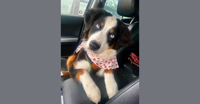 Oliver Webster, an Australian Shepherd tested with EmbarkVet.com