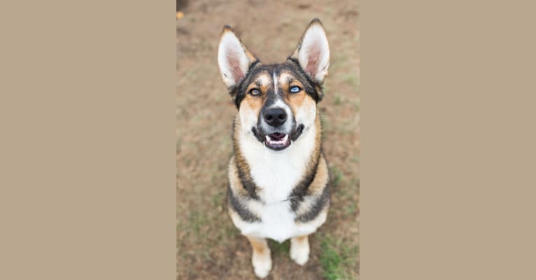 Mowgli, a Siberian Husky and German Shepherd Dog mix tested with EmbarkVet.com