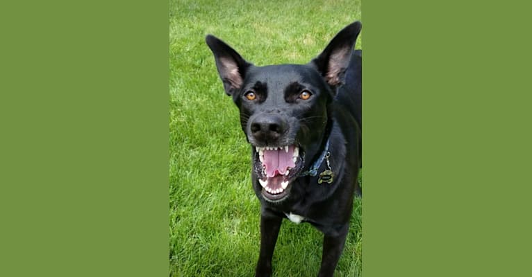 Photo of Rowan, a German Shepherd Dog and American Pit Bull Terrier mix in Romeoville, Illinois, USA