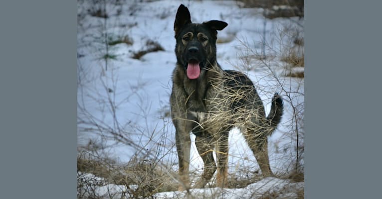 Razar, an Alaskan Malamute and German Shepherd Dog mix tested with EmbarkVet.com