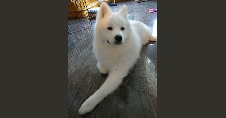 Snowy Trooper, a Samoyed tested with EmbarkVet.com