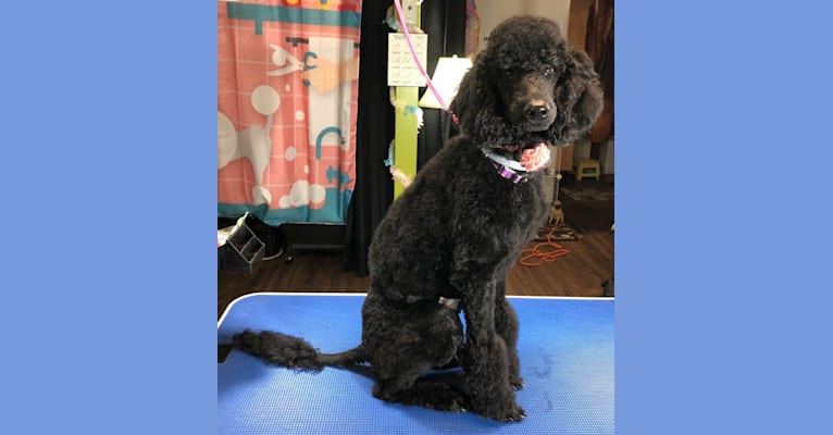 Paisley Chenille Hardinger, a Poodle (Standard) tested with EmbarkVet.com