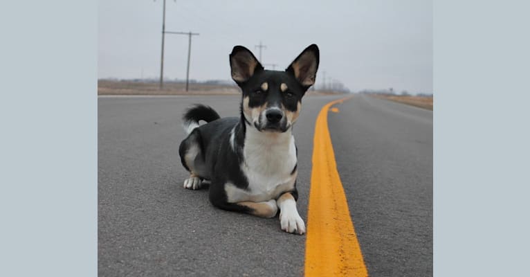Kylo, a Shiba Inu and American Eskimo Dog mix tested with EmbarkVet.com