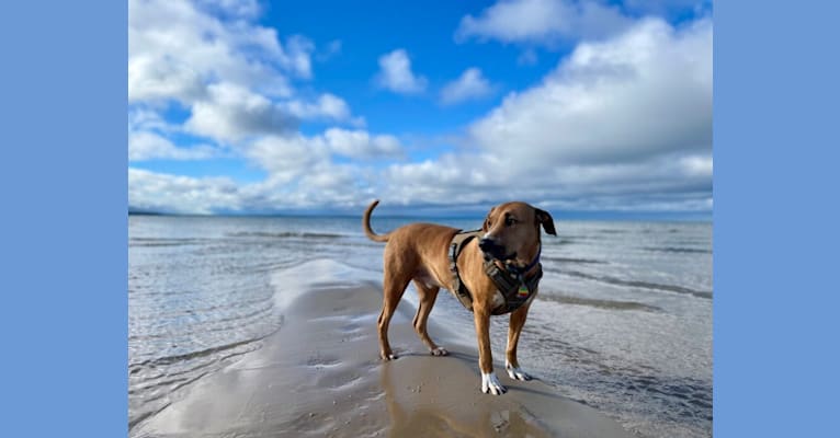 Simon, an American Pit Bull Terrier and Catahoula Leopard Dog mix tested with EmbarkVet.com
