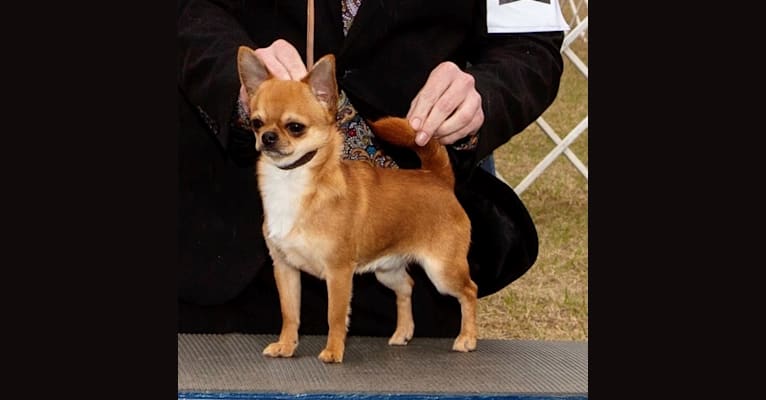 Logan, a Chihuahua tested with EmbarkVet.com