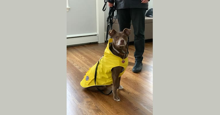 Wilson, a Russell-type Terrier and Chihuahua mix tested with EmbarkVet.com