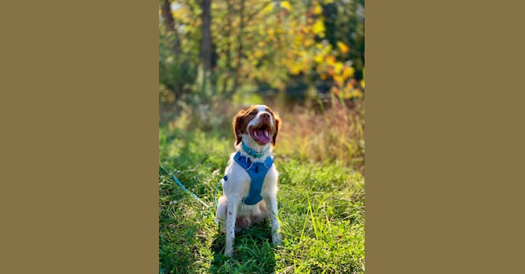 Pilot, a Brittany tested with EmbarkVet.com