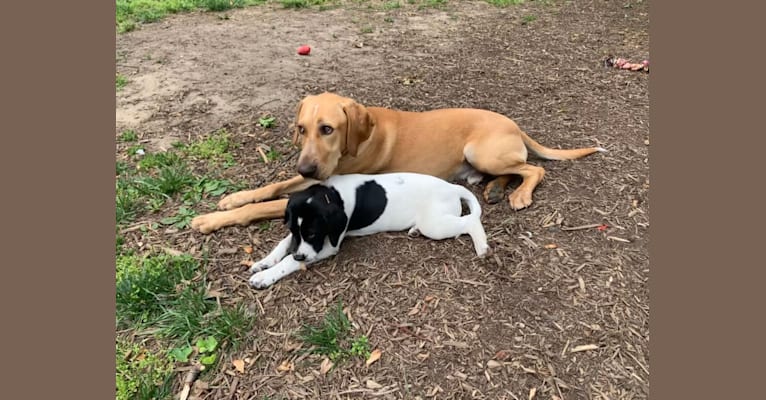 Chief, a German Shorthaired Pointer and Labrador Retriever mix tested with EmbarkVet.com
