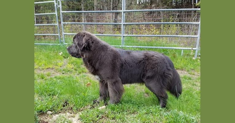 embark dog dna test breed
